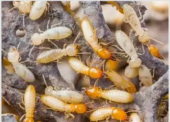 Columbia Pest Control Inc.,