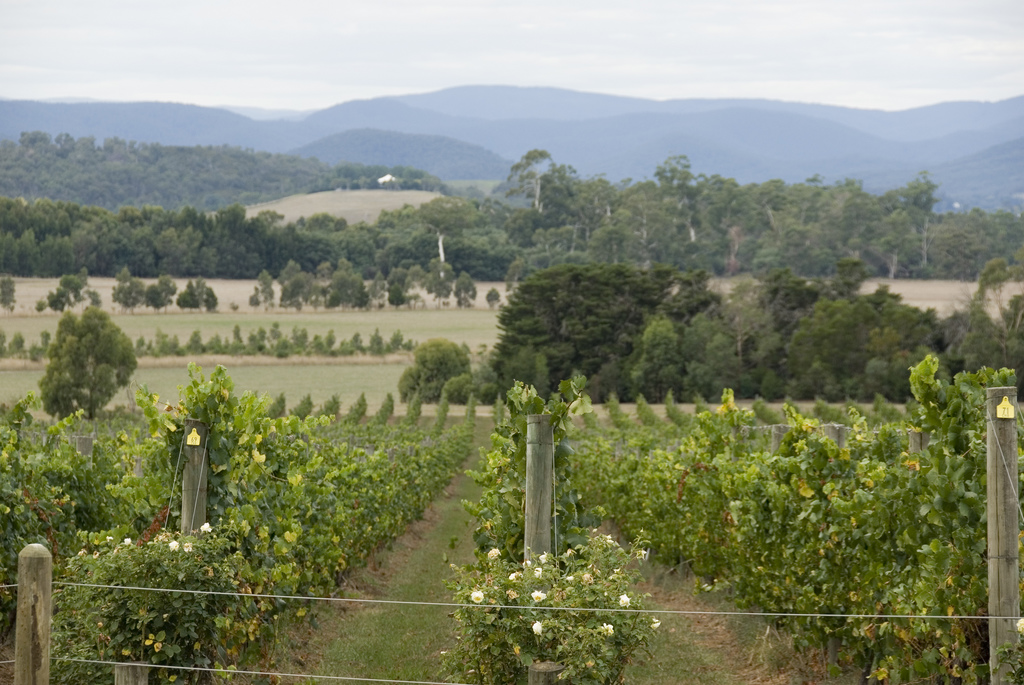 Accommodation Yarra Valley'