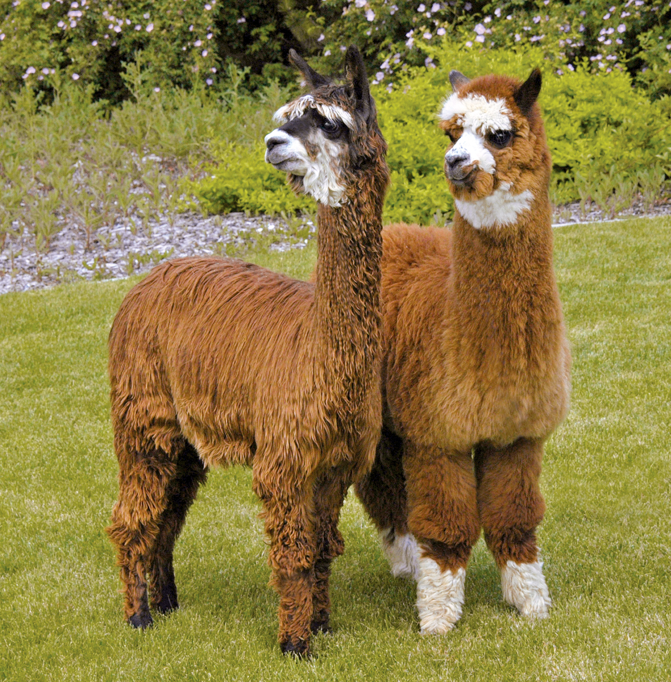 Alpaca Owners Association'