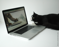 SocialCatWork App Launches Crowdfunding Campaign