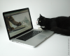 SocialCatWork App Launches Crowdfunding Campaign'