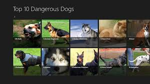 top 10 most dangerous dogs'