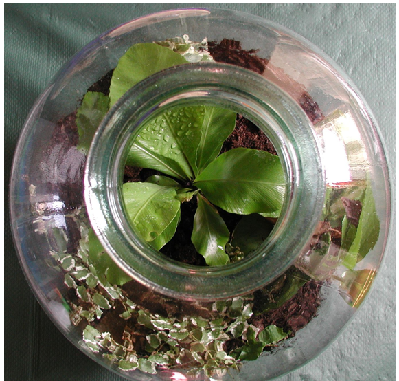 Australian plant formula could help plant growth in space'
