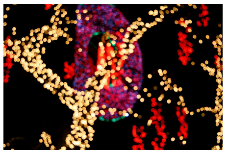 Is &lsquo;Christmas Light Untangler&rsquo;Britain&am'