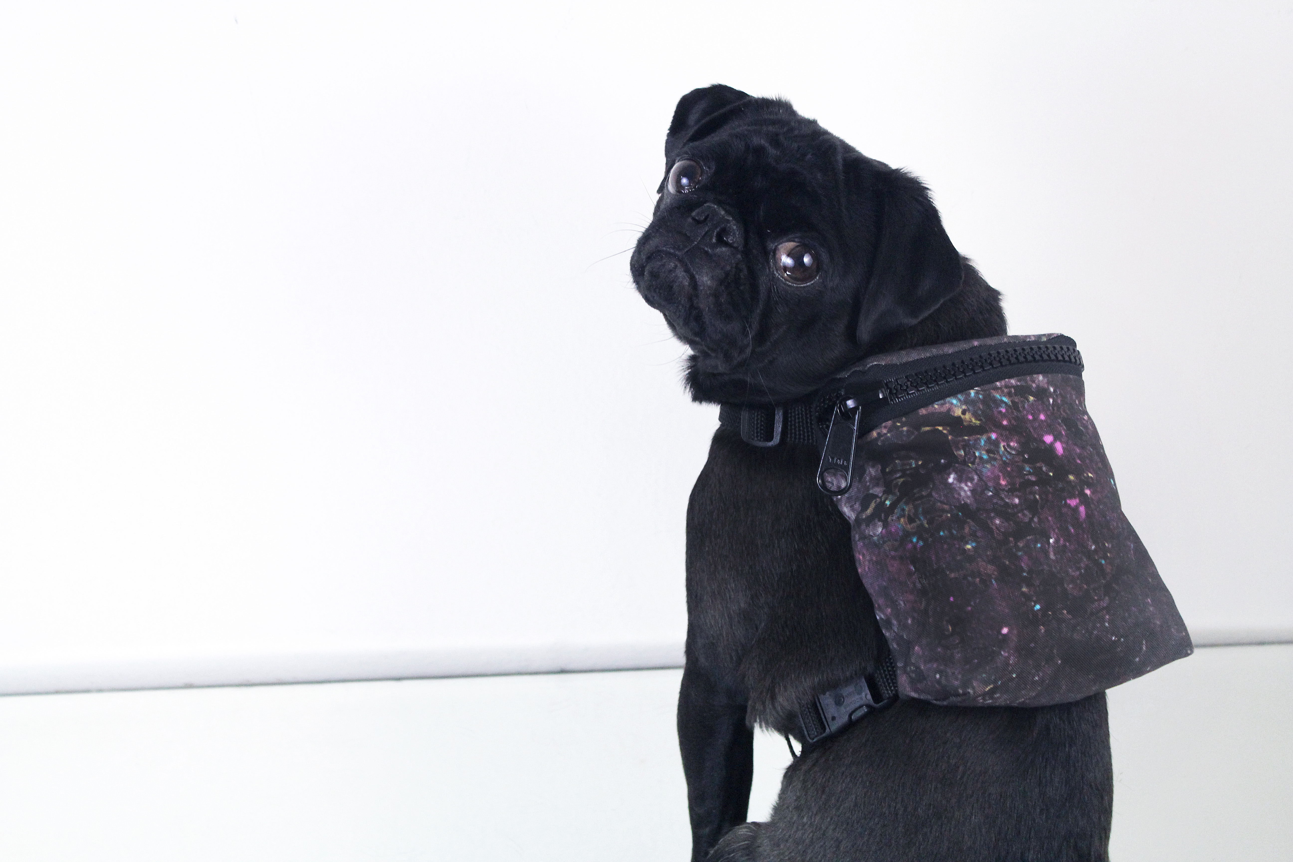 Rhea the Pug'