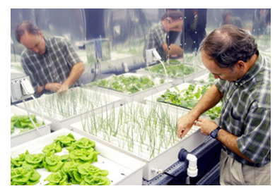 Hydroponics bringsbenefits even at times of illness: Bradfor