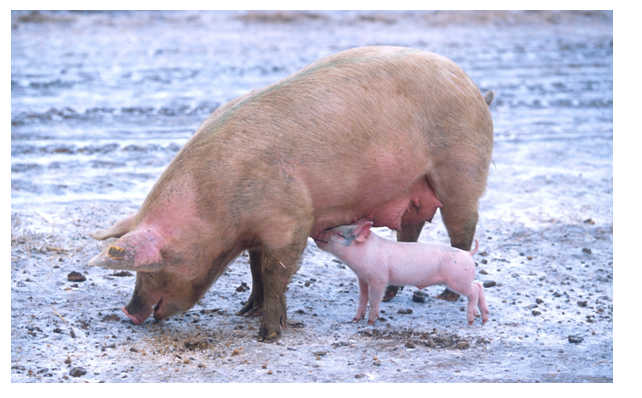 New GM Maize Blocked by MEPS'