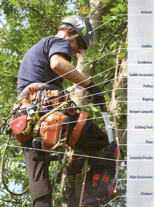 Fully Equipped Arborist at Work'