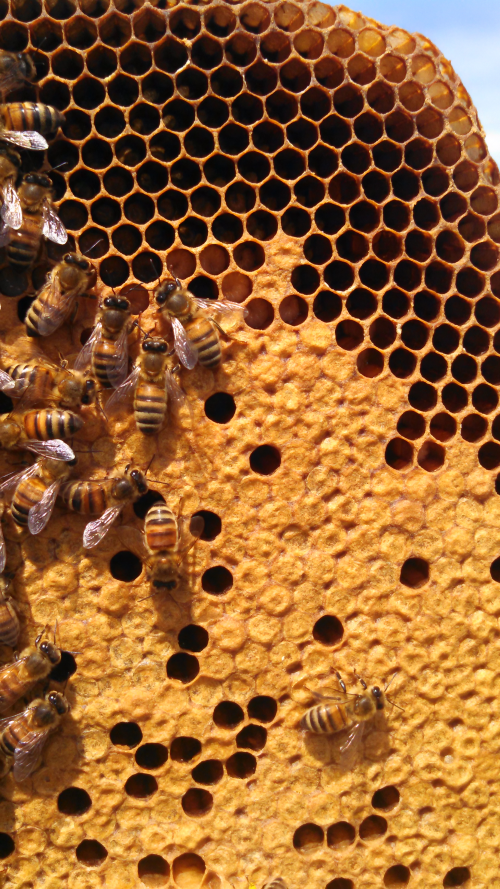 Bee Hive'