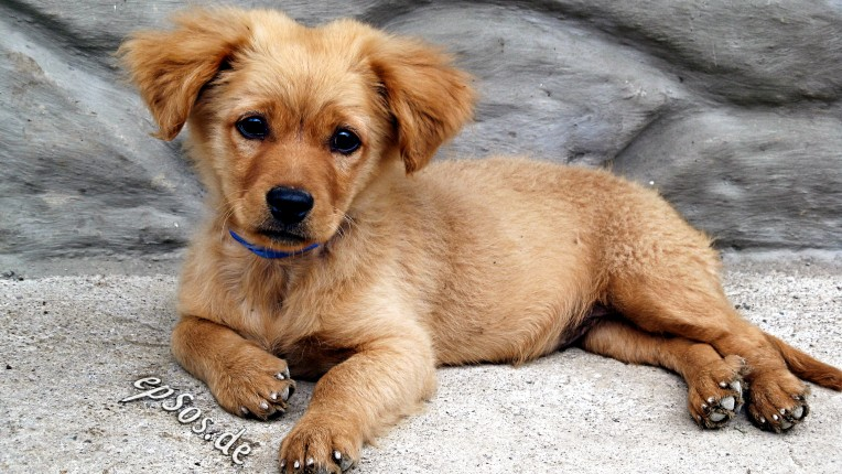 Best Dog Crates and Beds