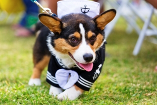 National Dress Up Your Pet Day